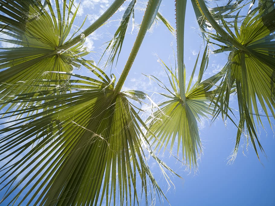 palm, tree, leaves, green, nature, forest, botanical, travel HD wallpaper