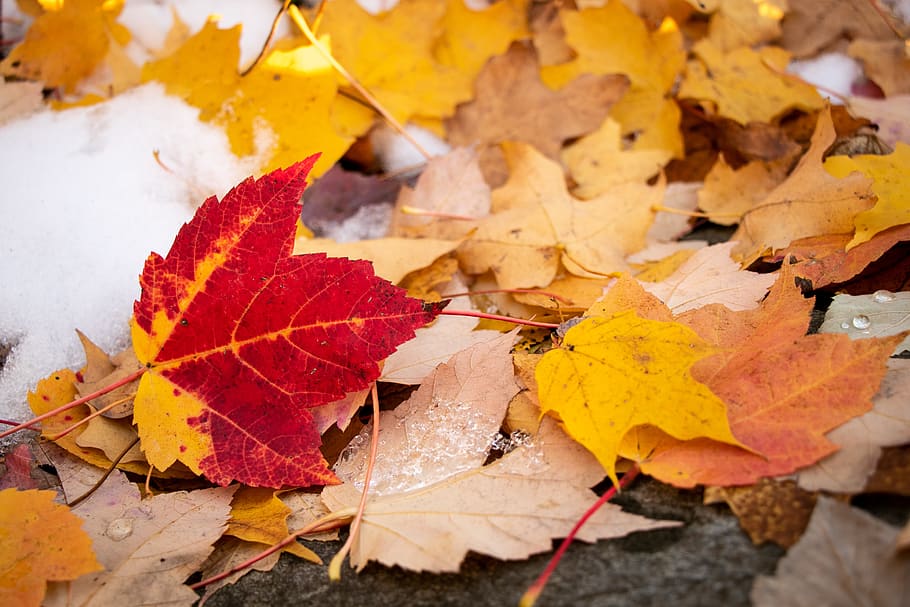 maple leaf, fall, autumn, leaves, colorful, foliage, nature HD wallpaper