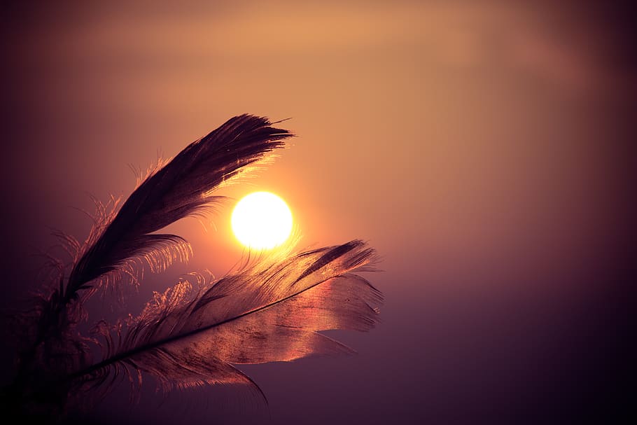 Selective Focus Photography of Two Brown Feathers during Golden Hour HD wallpaper