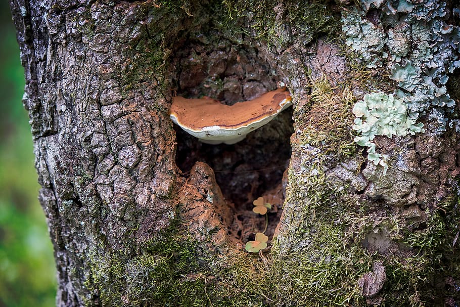 tree, mushroom, nature, moss, fungus, bark, mushrooms, trees HD wallpaper