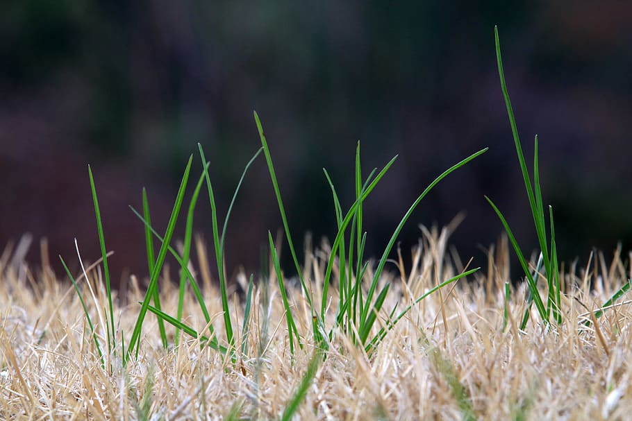 grass, nature, plants, outdoors, pool, spring, wild, abstract HD wallpaper