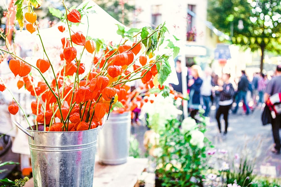 Orange Flowers on Gray Bucket, bloom, blooming, blossom, blurred HD wallpaper