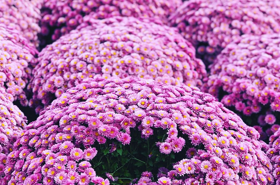 flower, pink, yellow, nature, iphone8plus, italy, pink color HD wallpaper