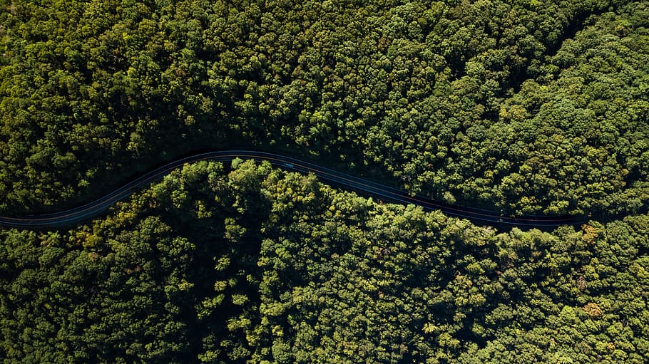 Road Between Green Trees Aerial Photography, aerial shot, bird's eye view