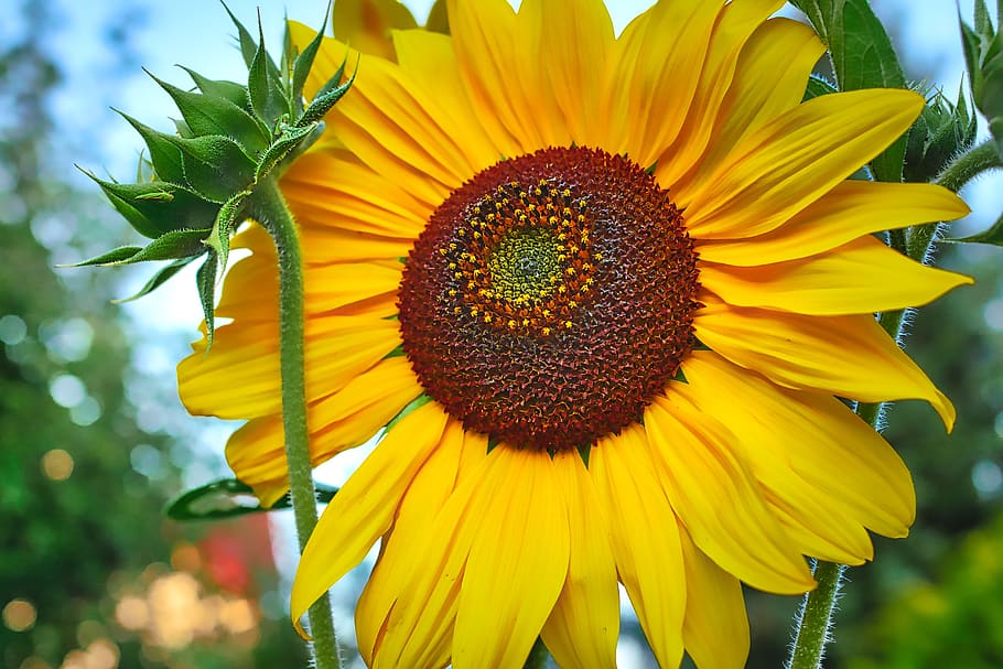 sunflower, bud, summer, nature, plant, blossom, bloom, yellow HD wallpaper