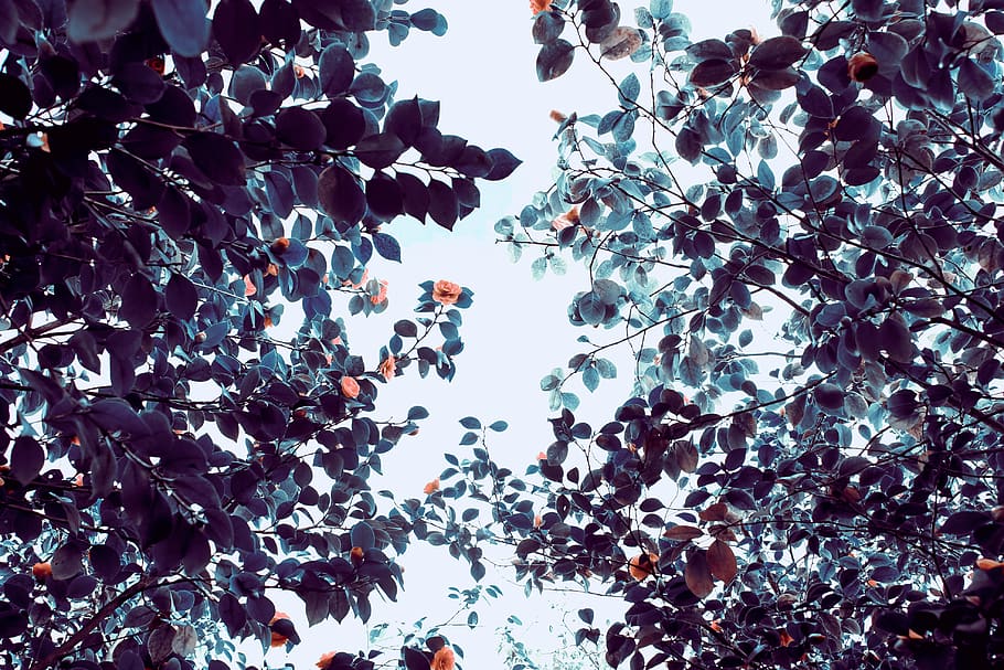 trees, leaves, green, forest, travel, adventure, nature, autumn HD wallpaper
