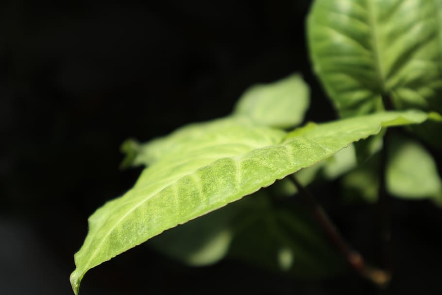 leaf, plant part, green color, black background, close-up, growth HD wallpaper