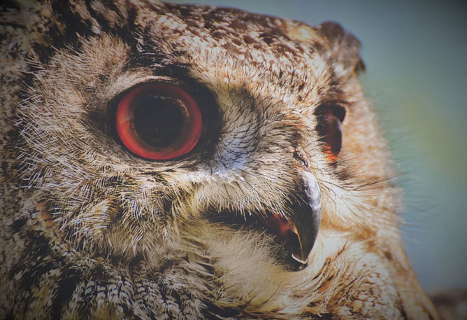 owl, bird, feather, eagle owl, animals, wild bird, cute, head HD wallpaper