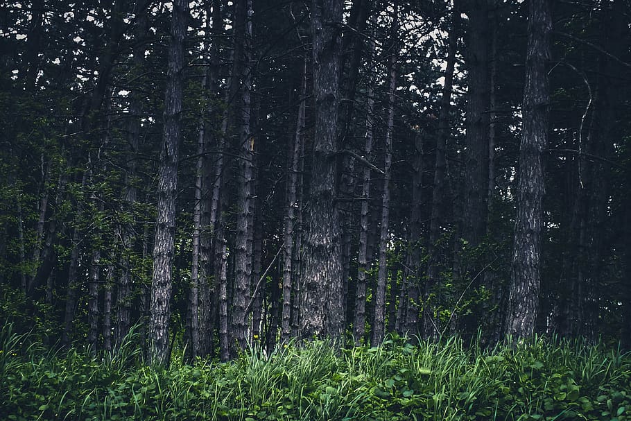 woodland, scene, dramatic, forest, trees, wallpaper, dark, green HD wallpaper