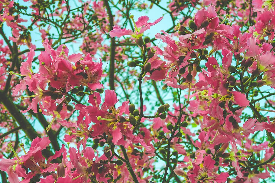 pink-petaled flowers, plant, growth, beauty in nature, flowering plant HD wallpaper