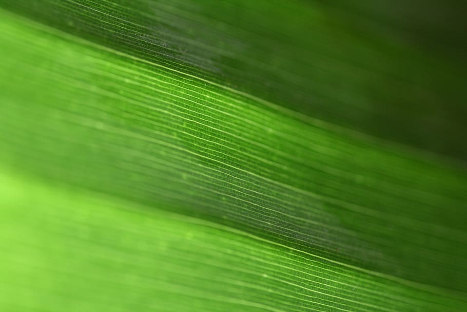 green grass, detail, macro, nature, plant, background, natural HD wallpaper