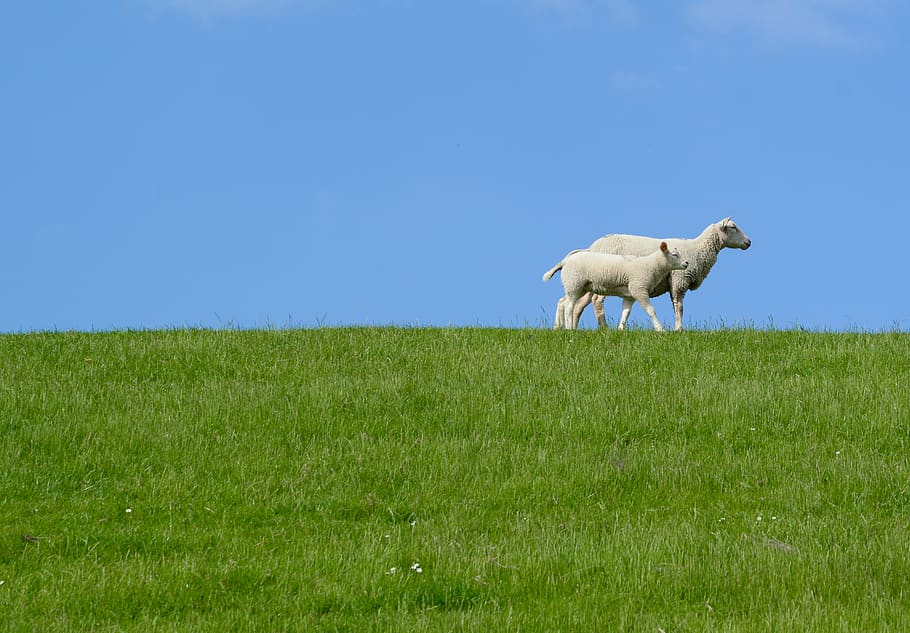 Two White Sheep on Grass Field, animals, daylight, farm, farmland, HD wallpaper