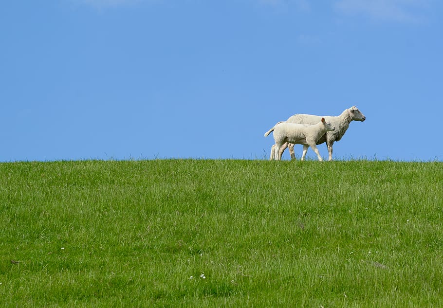 Two White Sheep on Grass Field, animals, daylight, farm, farmland HD wallpaper
