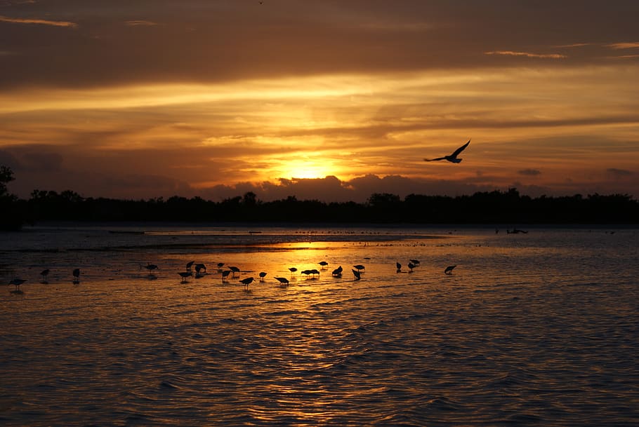 mexico, isla holbox, animal themes, sunset, sky, bird, water HD wallpaper