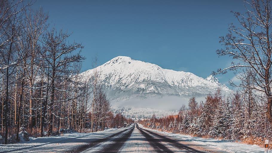 bare trees beside road, mountain, snow, starysmokovec, vysoketatry HD wallpaper