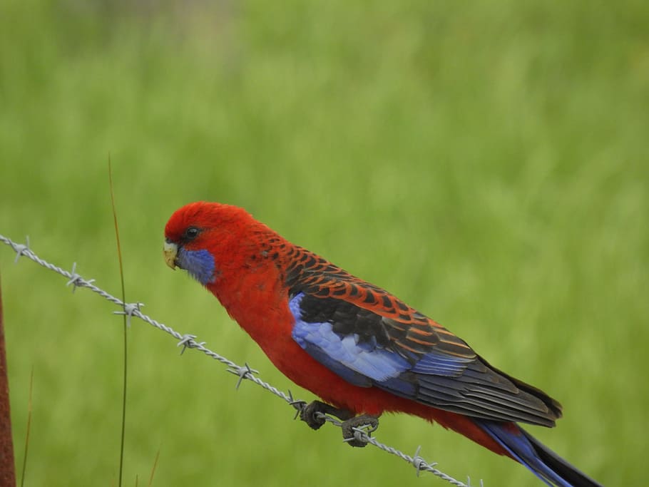 bird, australia, crimson rosella, wildlife, nature, parrot, HD wallpaper