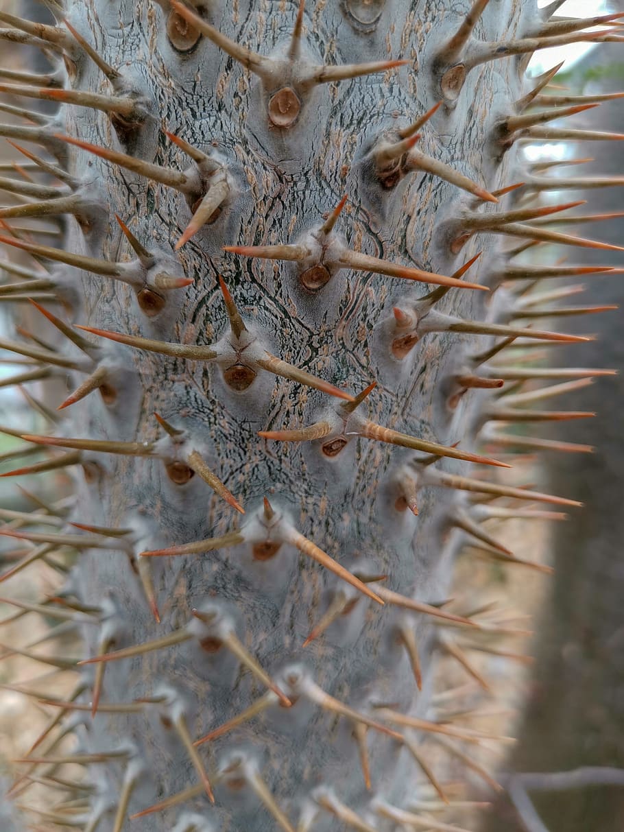 cactus, nature, texture, ripple, flower, natural, landscape HD wallpaper