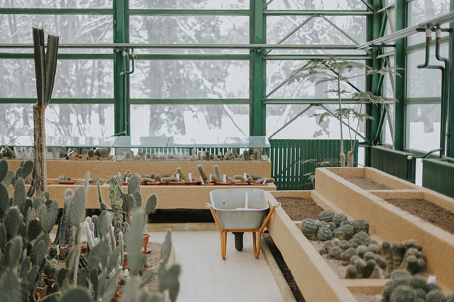 cacti inside greenhouse, architecture, indoors, window, no people HD wallpaper