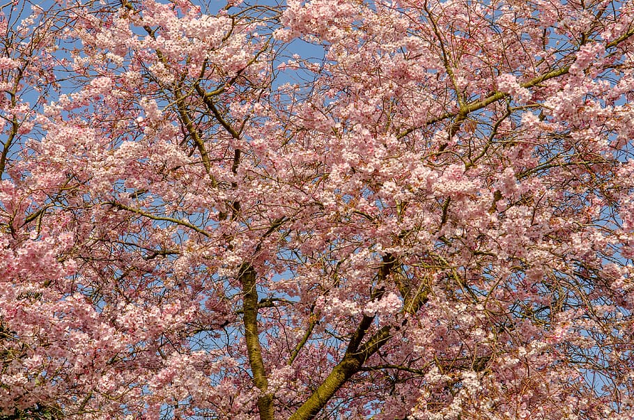 tree, flower, spring, cherry, japanese, pink, nature, color HD wallpaper
