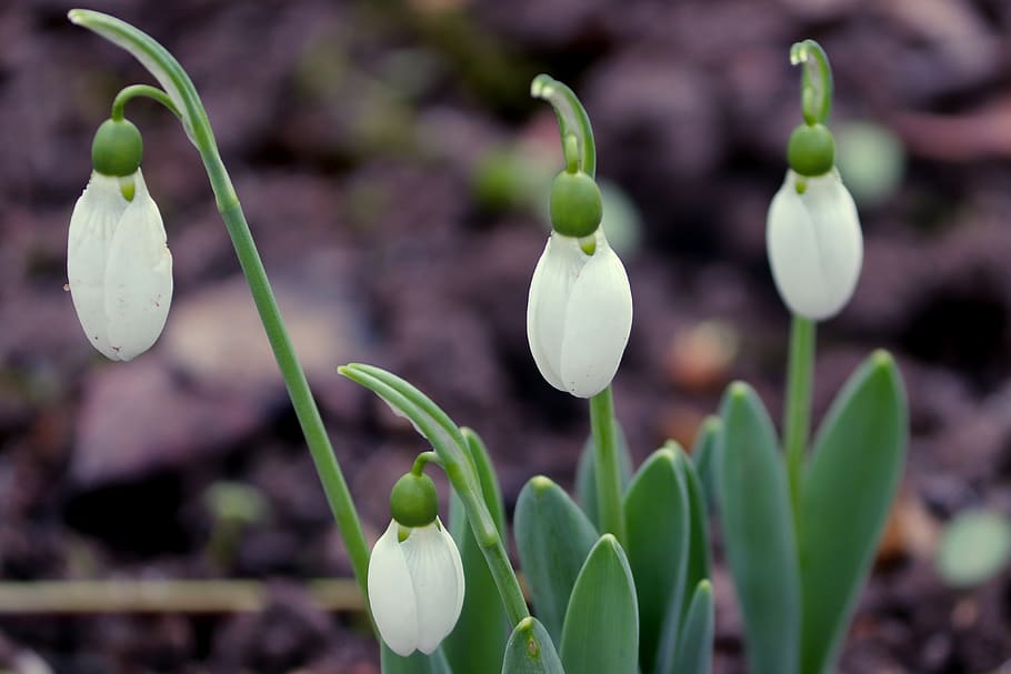 snowdrop, spring, signs of spring, early bloomer, white, nature, HD wallpaper
