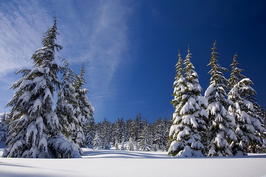 Green Leafed Trees Covered in Snow, cold, forest, ice, nature HD wallpaper