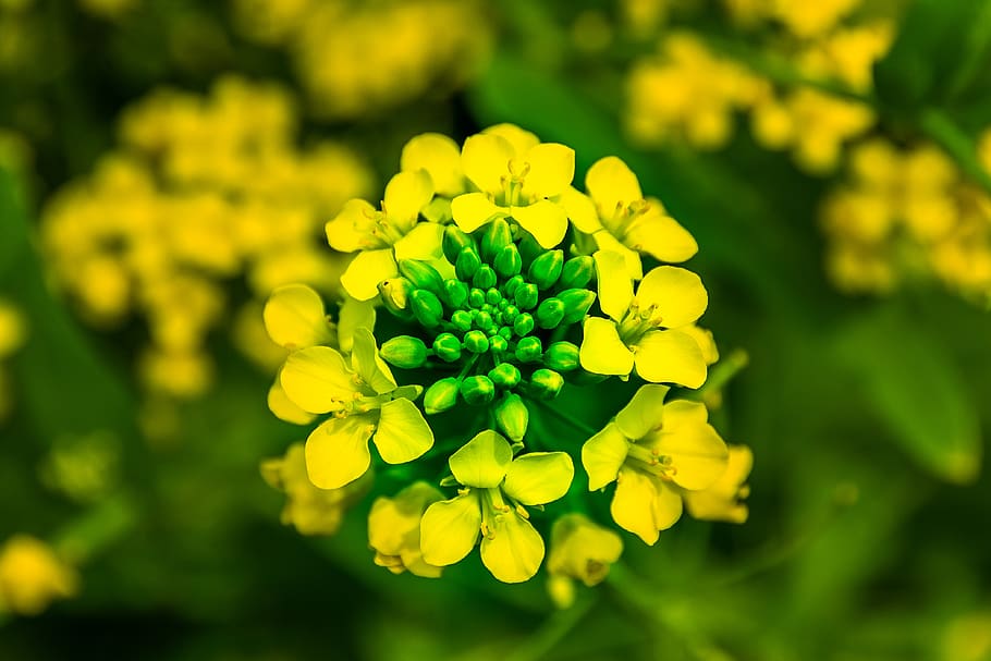 spring, rape flowers, yellow, landscape, plants, petal, spring flowers HD wallpaper