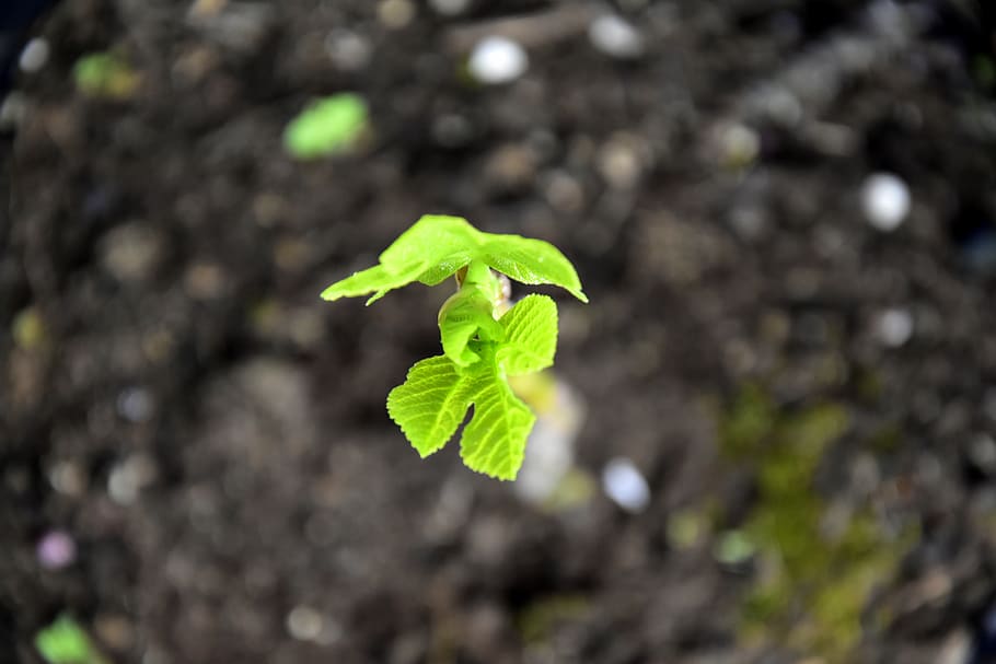 plant, growth, leaf, plant part, green color, nature, beginnings HD wallpaper