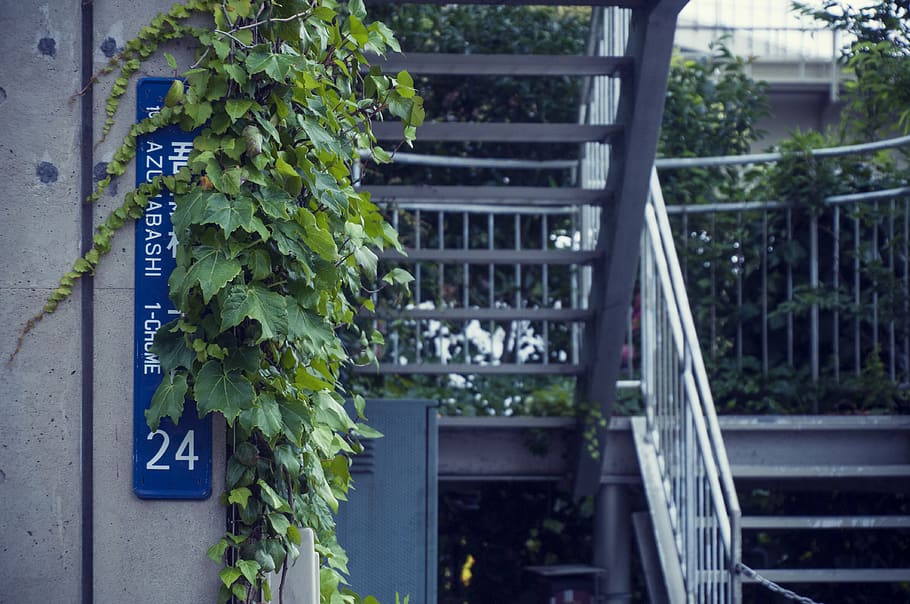 japan, sumida, azumabashi, leaf, stairs, ivy, address, wall HD wallpaper
