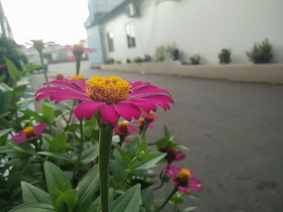 vietnam, flowering plant, vulnerability, freshness, fragility HD wallpaper