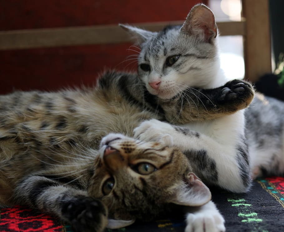 cats, love, two, play, feline, animals, together, adorable HD wallpaper