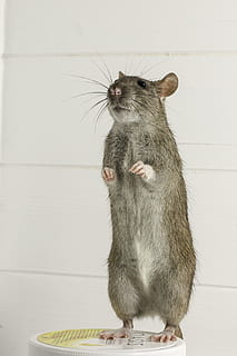rodent, mammals, rat, mouse, animals, cute, fur, hair, tail HD wallpaper