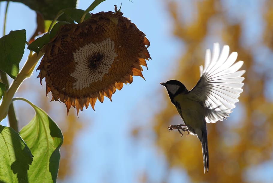 light, tit, wing, bird, hunger, feather, acrobat, foraging HD wallpaper