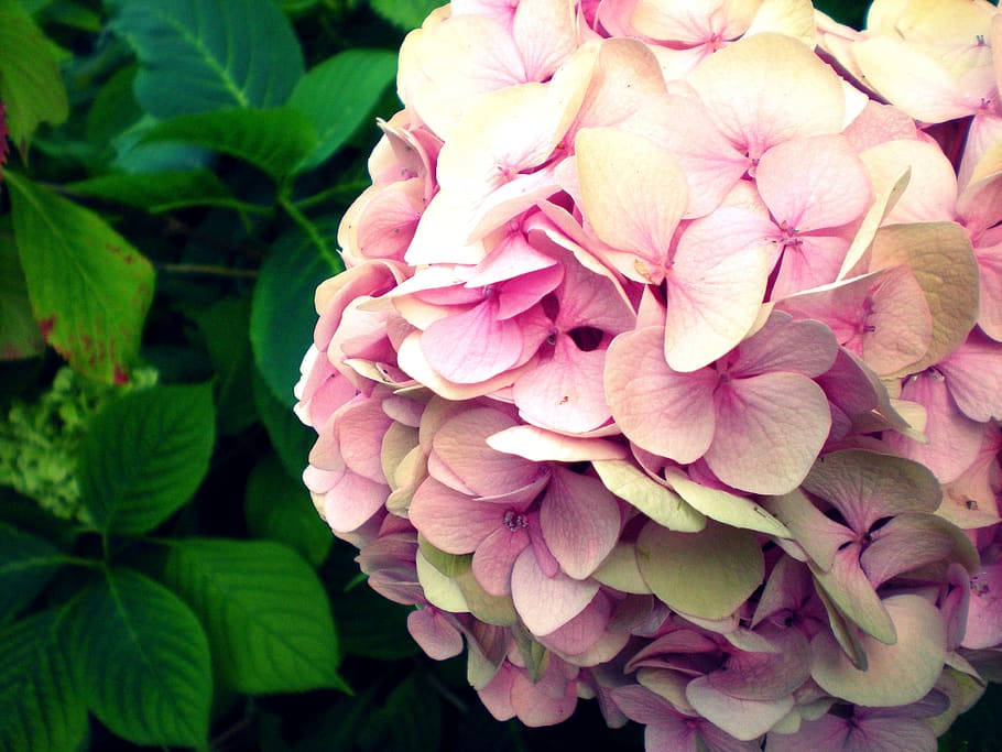 flower, flowering plant, petal, beauty in nature, fragility HD wallpaper