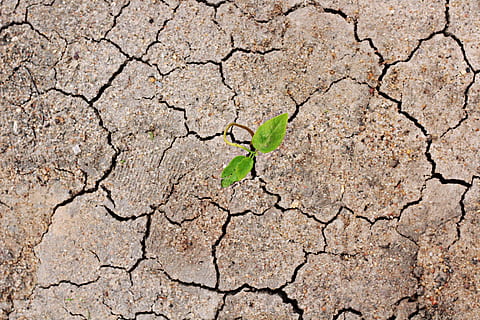 ground, soil, ibicuitinga, there is hope, brazil, land, leaf HD wallpaper