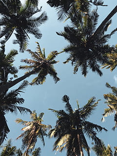 low angle photography of coconut trees, forest, tropical, exotic HD wallpaper