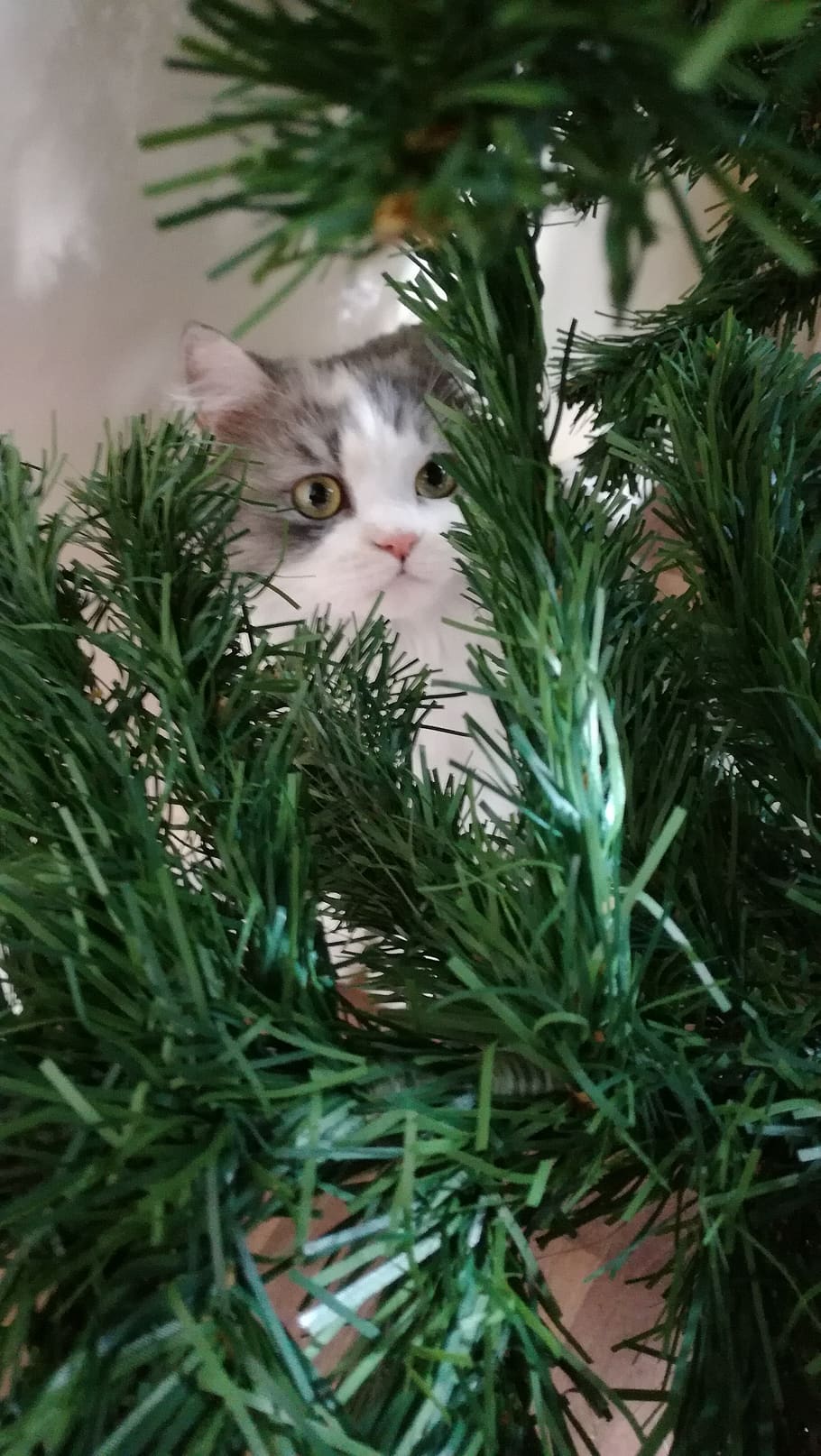 cat, persian, kitten, cute, home, christmas tree, one animal HD wallpaper