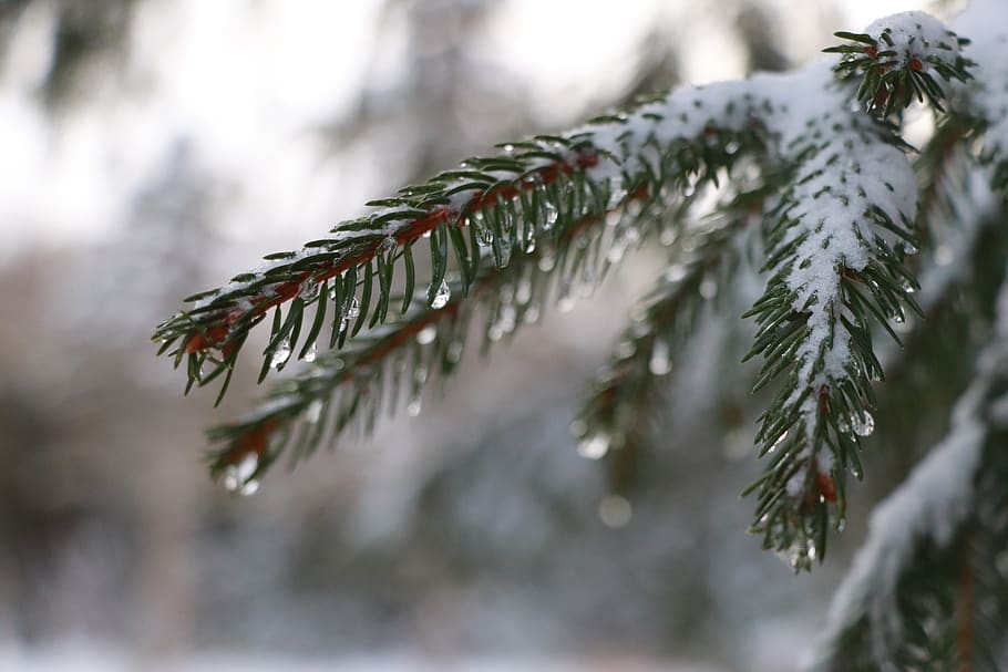 fir, tree, spring, wood, coniferous, pine, landscape, cold HD wallpaper