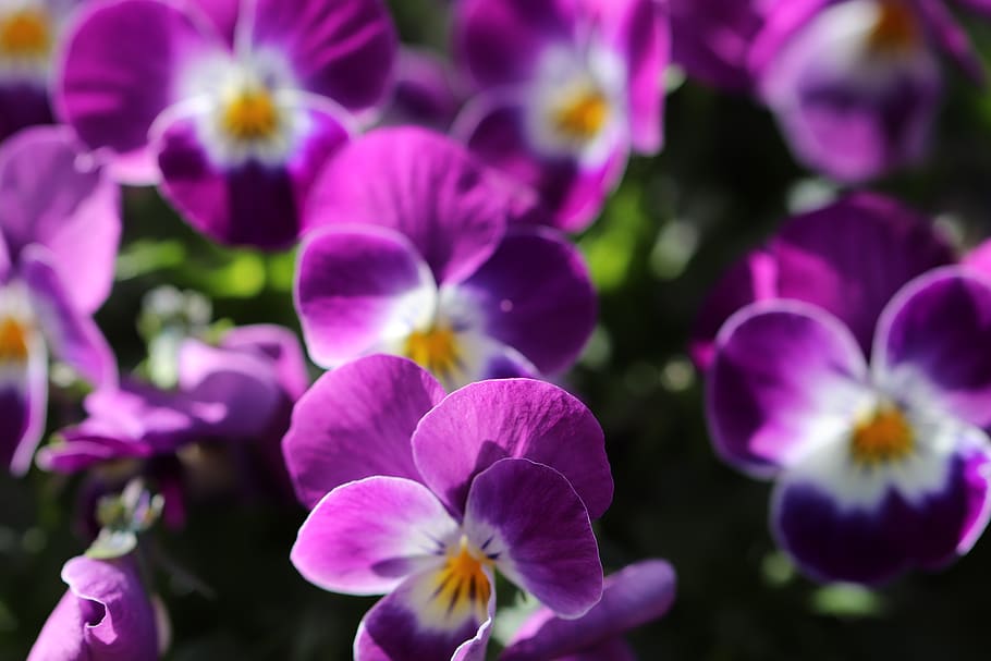 thoughts, flowers, spring, bloom, garden, colorful, violet HD wallpaper