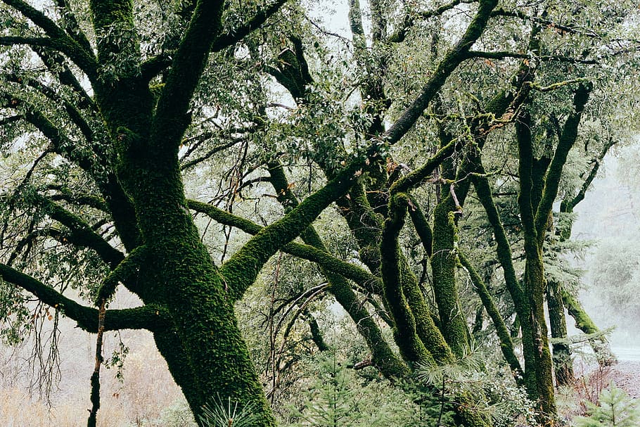 trees, moss, branches, leaves, forest, woods, nature, bark HD wallpaper