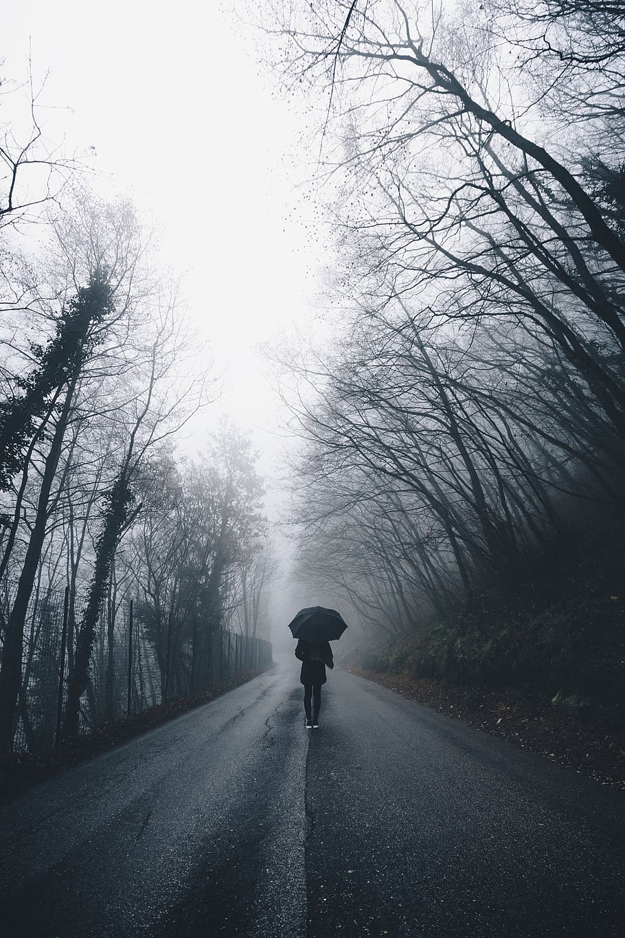 moody, fog, mist, trees, forest, road, umbrella, the way forward HD wallpaper