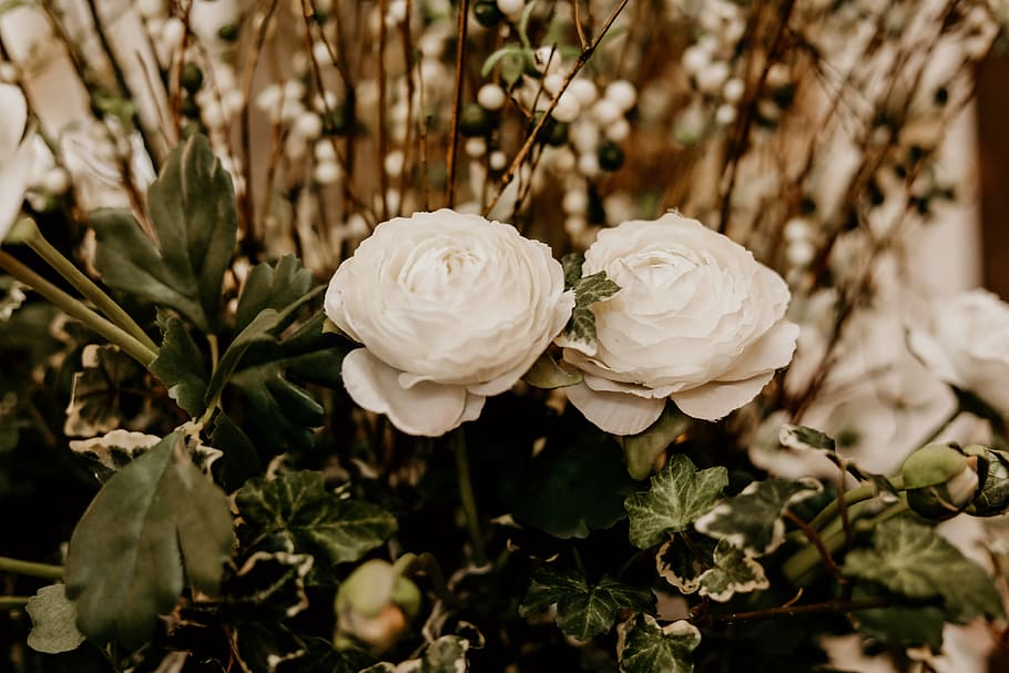 Selective Focus Photography of Two White Petaled Flowers, bloom HD wallpaper