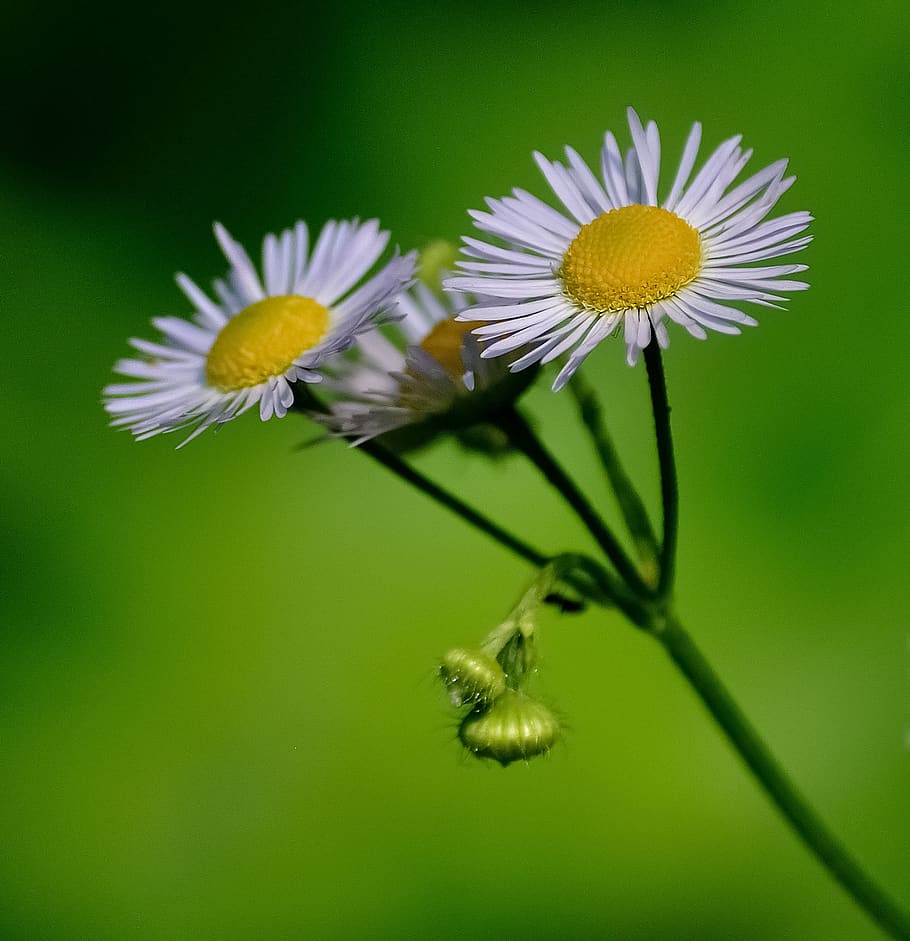 Selective Focus Photo of Daisy Flowers, bloom, blossom, daisies HD wallpaper