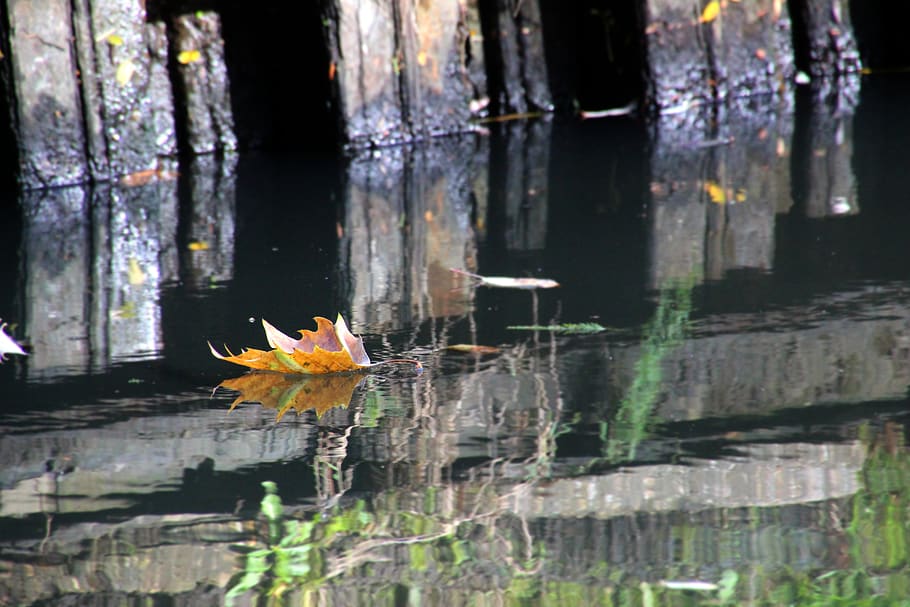 autumn, sheet, brook, water, color, plant, day, nature, no people, HD wallpaper