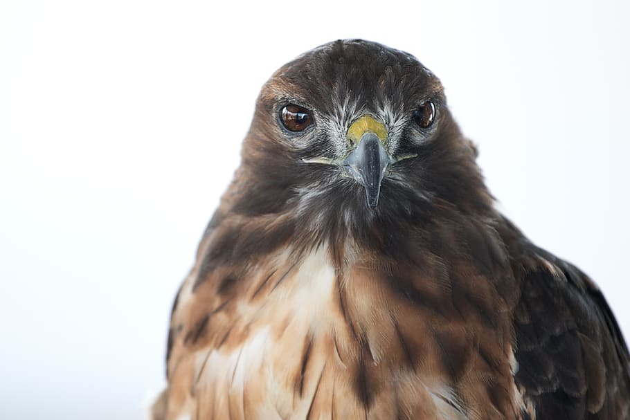 animals, birds, hawk, feather, head, animal themes, vertebrate HD wallpaper