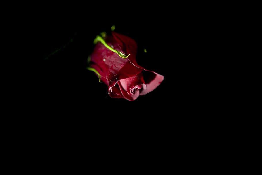 red rose, flower, plant, blossom, petal, england, romantic, dark romance HD wallpaper
