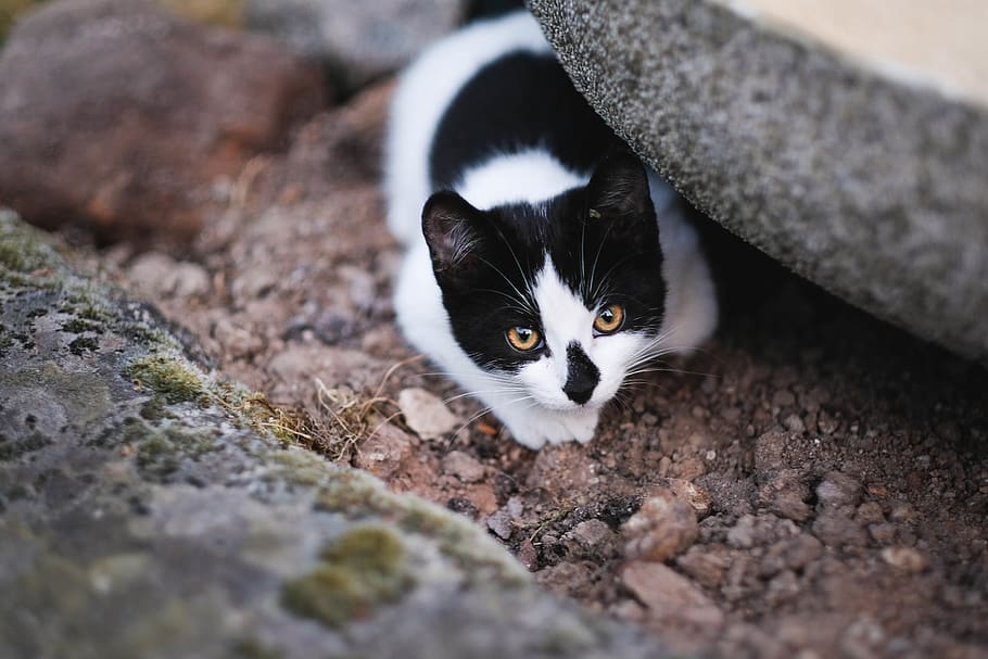 cat hiding on gray rock, domestic cat, feline, mammal, pets, one animal HD wallpaper