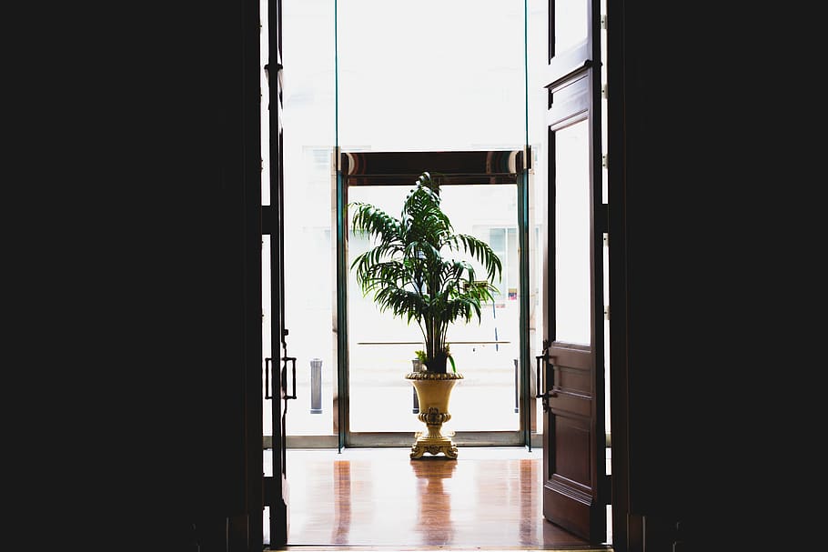 sunlight, room, office, open, tree, clean, simple, plant, flower HD wallpaper