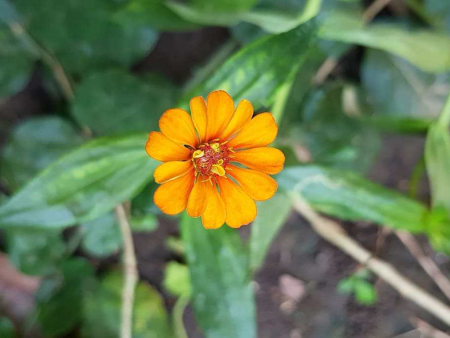 flower, orange, beautiful, flowering plant, growth, fragility HD wallpaper