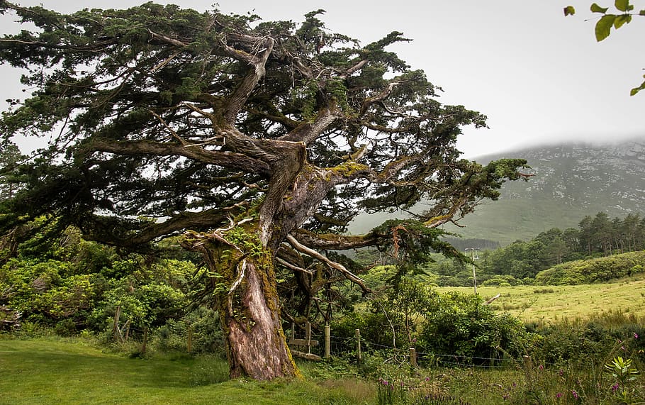 ireland, dublin, tree, nature, travel, green, plant, growth HD wallpaper