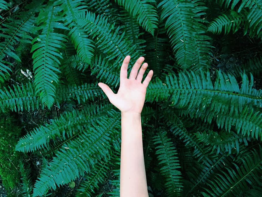 Reach Out, green color, human body part, hand, human hand, one person HD wallpaper